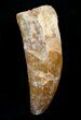 Thick Inch Carcharodontosaurus Tooth #4204-2